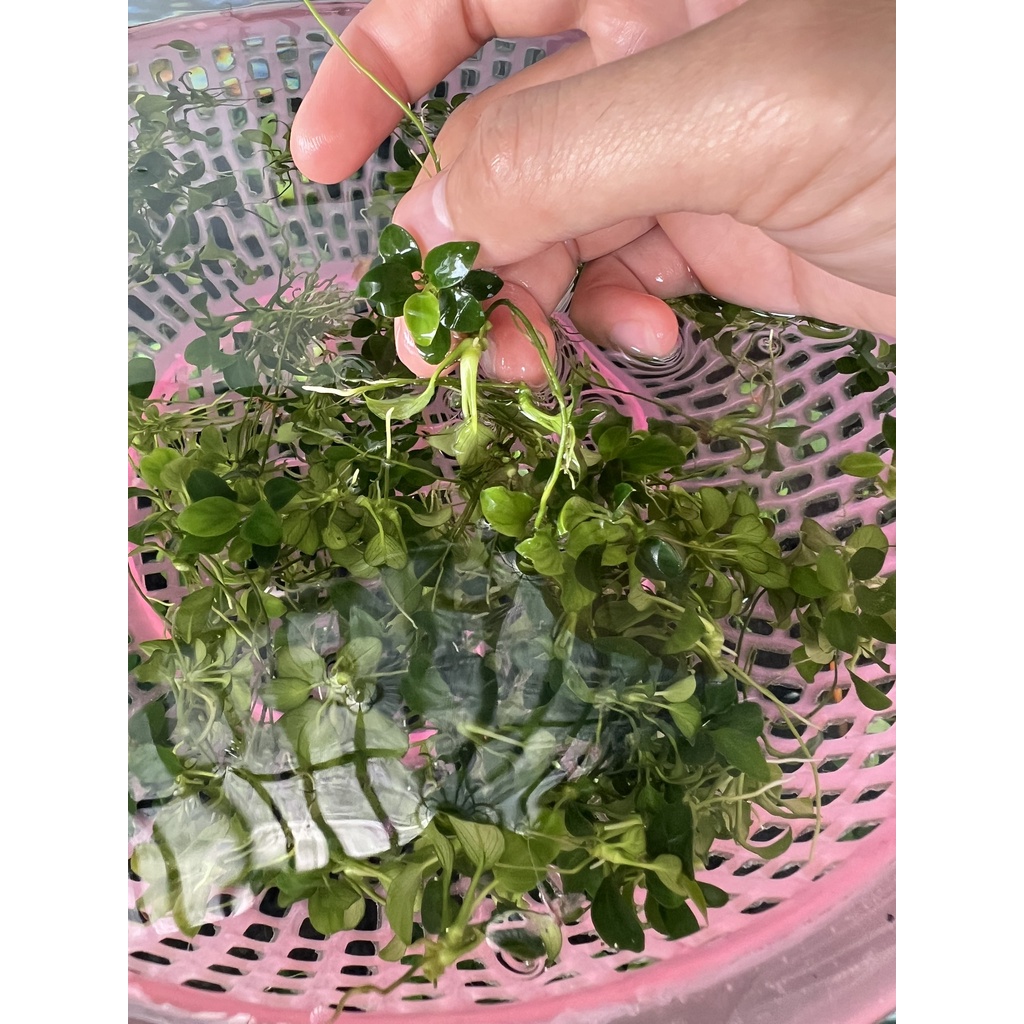 RÁY NANA PETITE  LÁ NƯỚC 100% - GIÁ BÁN 1 NGỌN