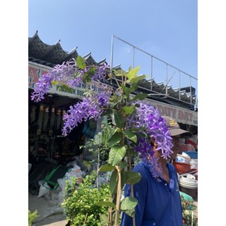 Cây Mai xanh thái - ĐANG CÓ HOA hoặc KHÔNG CÓ HOA. CÂY ĐẸP