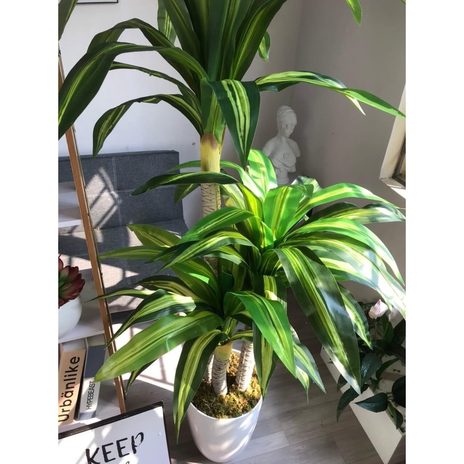 CÂY GIẢ 🌺 CÂY THIẾT MỘC LAN 3 THÂN CAO 1,7m