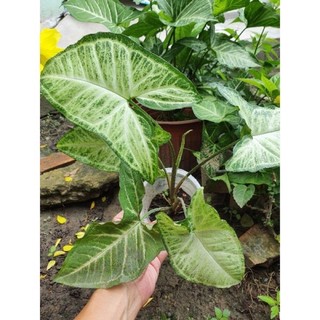 Trầu bà Nam Mỹ trắng ( bầu đất )