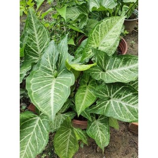 Trầu bà Nam Mỹ trắng ( bầu đất )