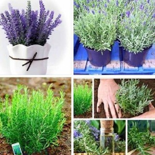 2 Gói Hạt Giống Cây Đuổi Côn Trùng ( Oải Hương - Hương Thảo) -[Dễ Trồng, Mùi Thơm]