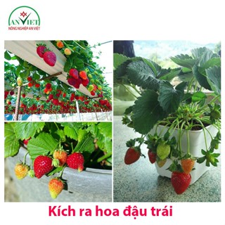  Phân bón cho dâu tây SIÊU CANXI BO Kích ra hoa đậu quả làm dai cuống chống rụng trái quả to đẹp mã nặng ký 