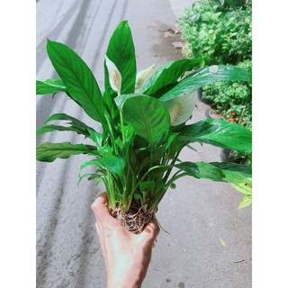 Cây lan ý trồng thuỷ sinh
