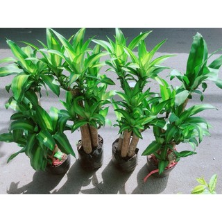 Thiết Mộc Lan (cây phát tài)