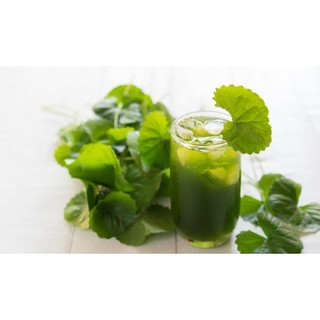 BỘT RAU MÁ HŨ 500G