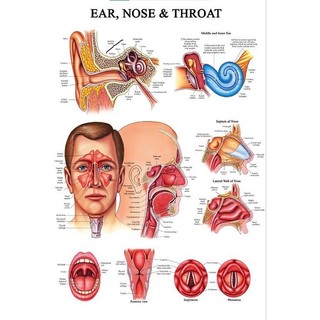 Tranh nội soi,Tranh phòng kính,Tranh Decan dán bóng:Ear,Nose and Thoat
