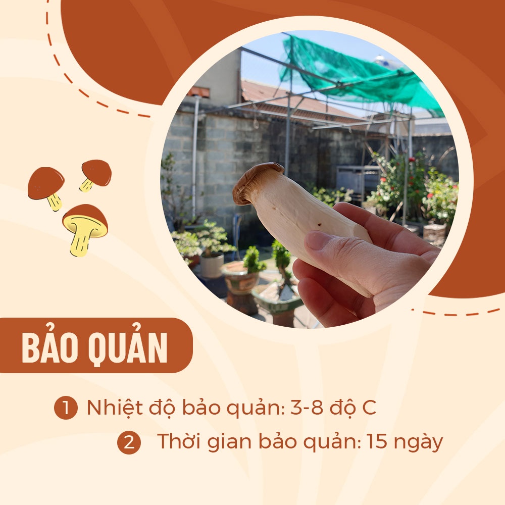 [HCM] 500gr Nấm Đùi Gà Tươi Loại 1 Thân To Ngon Sạch Thơm Bùi - Nông Trại Nấm Xanh