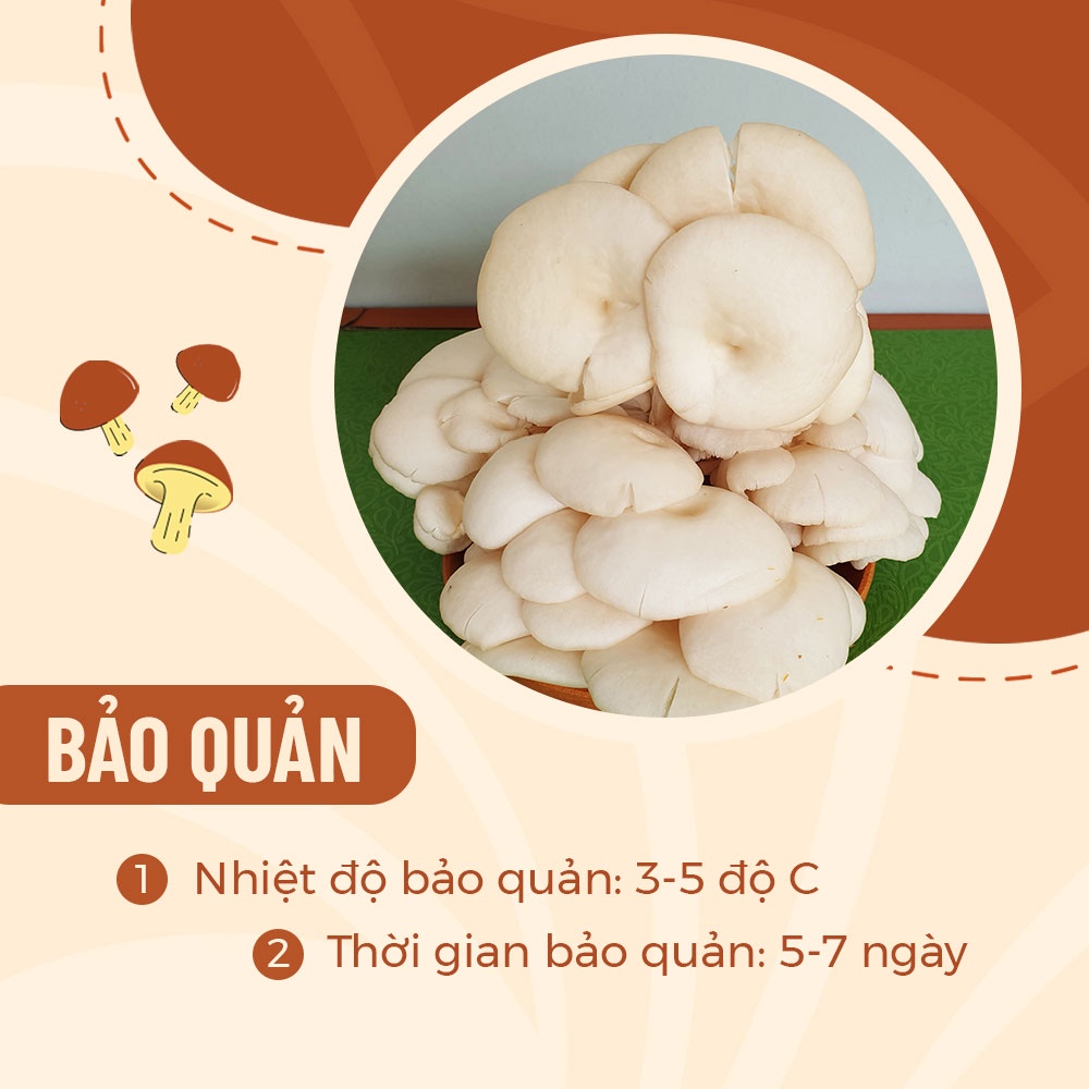 [HCM] 1kg Nấm Sò Trắng Tươi Sạch Ngon Ngọt Thanh Vị - Nông Trại Nấm Xanh