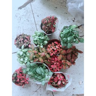 Cẩm Nhung Hồng (lá may mắn) được chọn màu