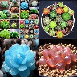 Hạt giống sen đá ngọc mix  -