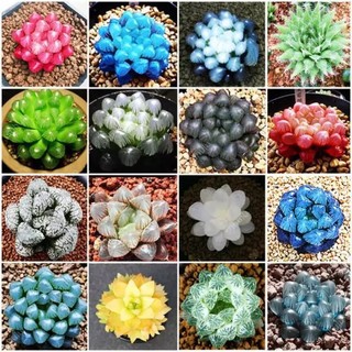 Hạt Giống Sen Đá Ngọc Mix ( Sen Kim Cương - 200 Hạt ) -[Sen phong thuỷ, Siêu đẹp - Dễ trồng]