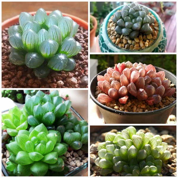 Hạt Giống Sen Đá Ngọc Mix  -