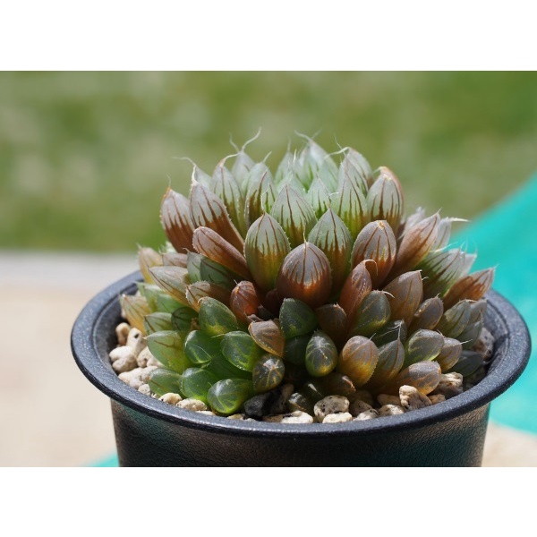 Hạt Giống Sen Đá Ngọc Mix  -