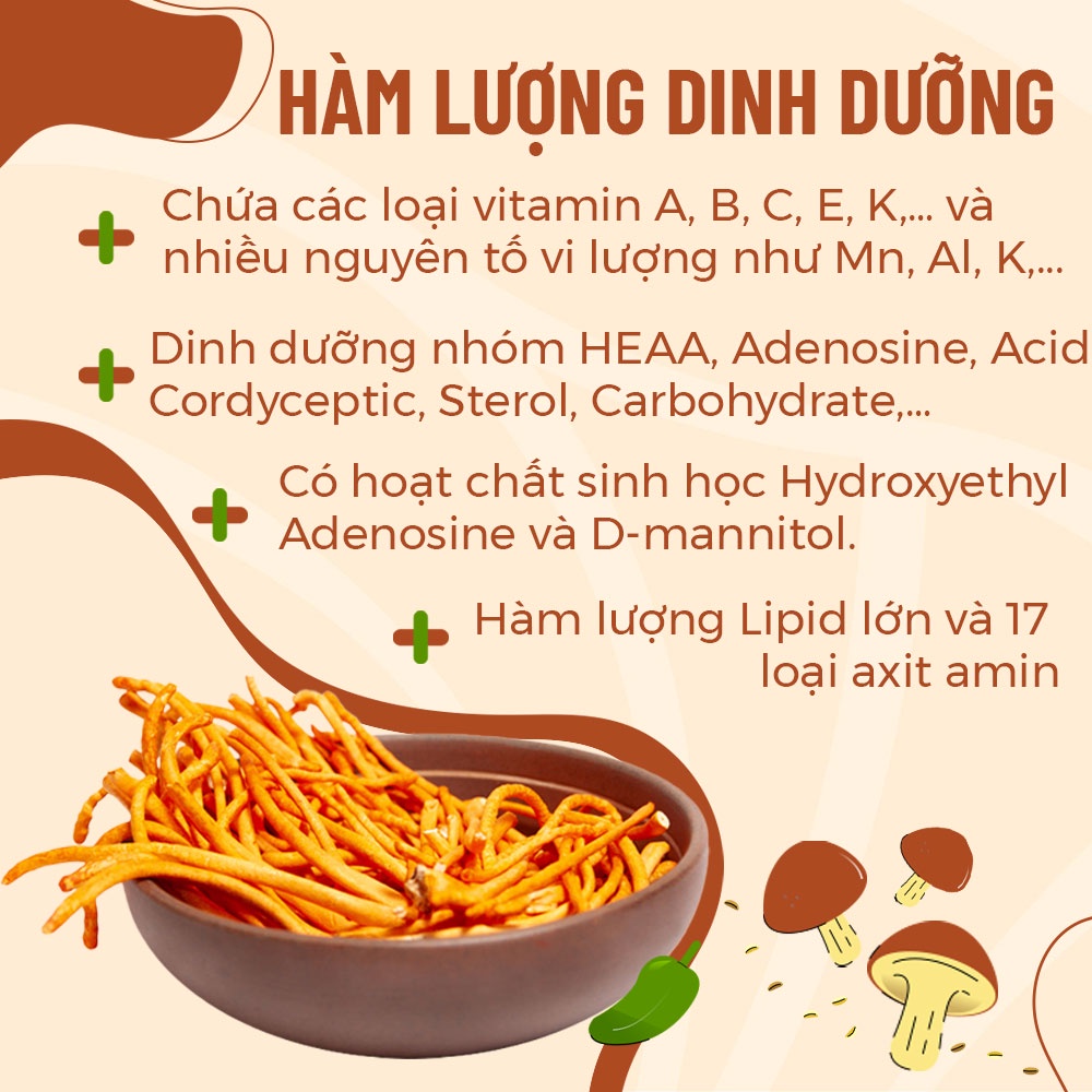 Đông Trùng Hạ Thảo Khô Sấy Thăng Hoa Thượng Hạng (10gr 50gr) - Nông Trại Nấm Xanh