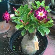 Cây Giống Hoa Sứ Thái Kép.
