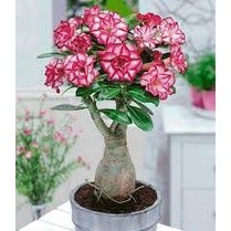 Cây Giống Hoa Sứ Thái Kép.