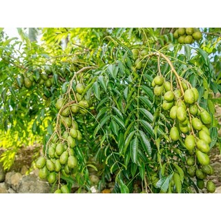 Hạt giống cây ăn trái cóc thái  -