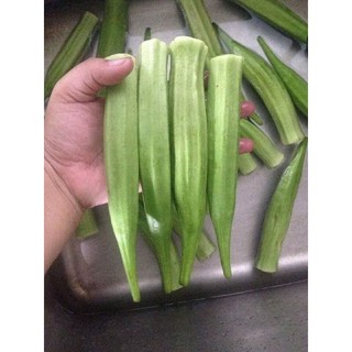 Hạt giống đậu bắp lùn siêu quả