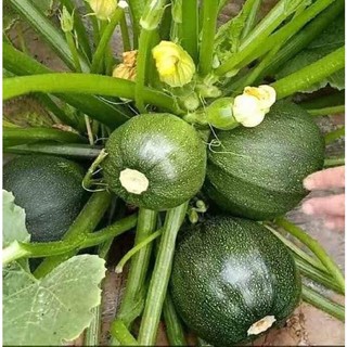 Hạt giống bí ngòi tròn xanh sai quả dễ trồng
