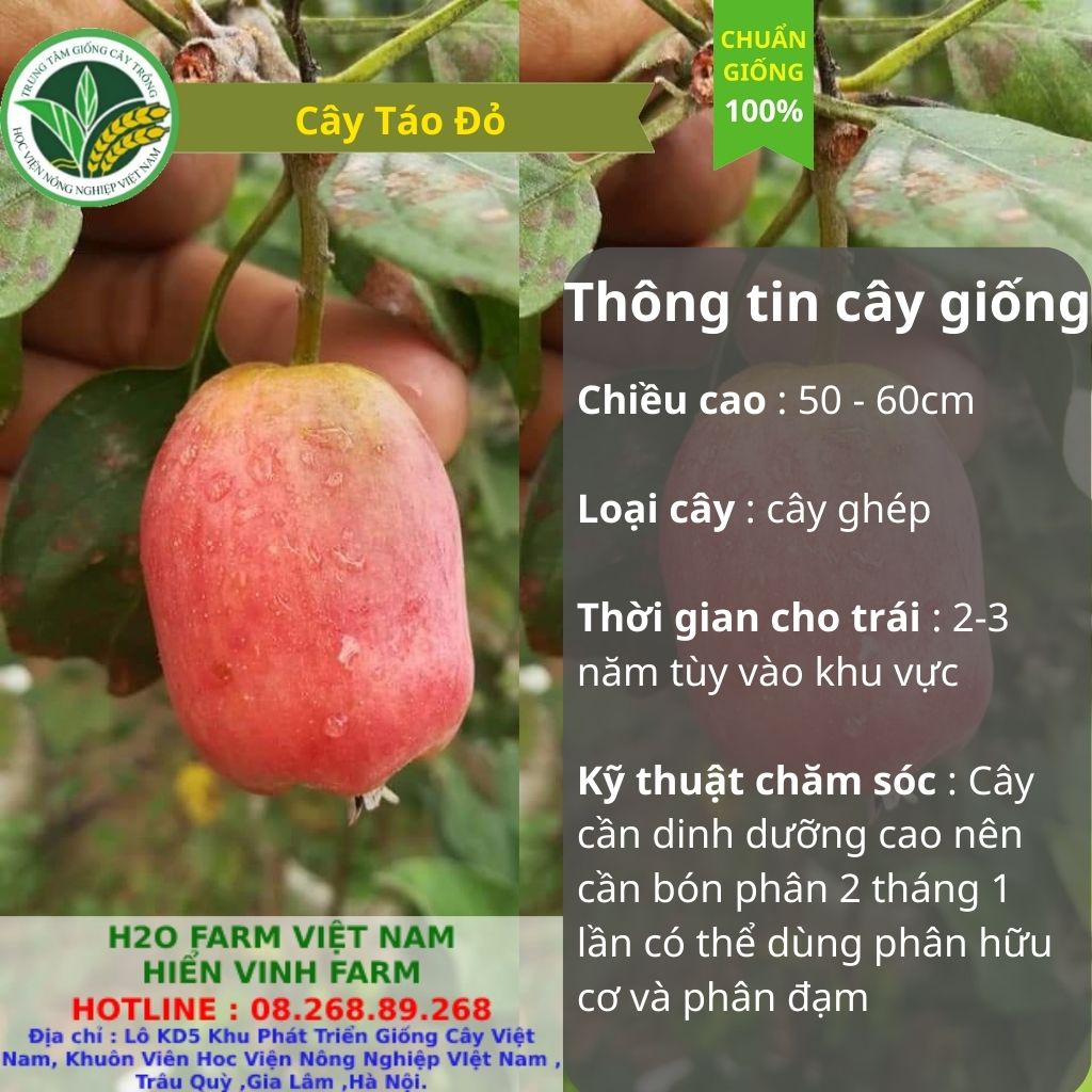 Cây táo đỏ lùn ra trái tại VN sau 2 năm trồng