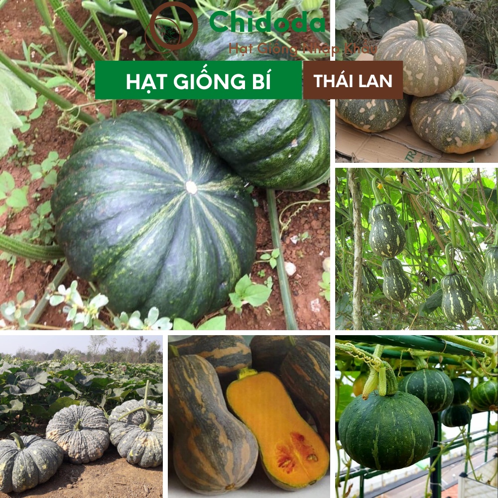 Hạt giống bí đỏ Chidoda bí ngô Thái Lan bí đỏ hạt đậu, bí đỏ cô tiên, bí ngô da xanh nhật, bí ngô mật, bí đỏ da cóc