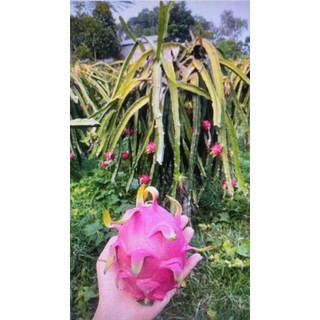 Combo 60 hom giống thanh long ruột đỏ