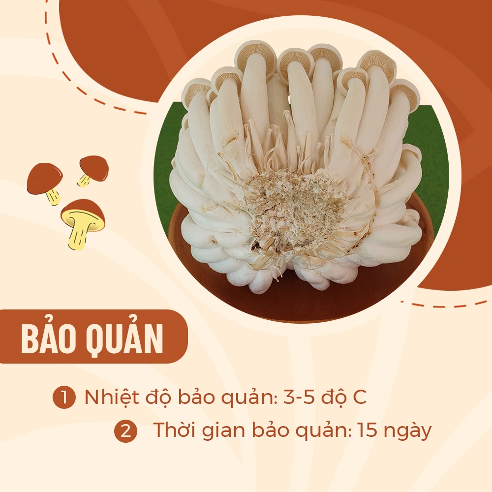 [HCM] Nấm Linh Chi Trắng Hàn Quốc Tươi Ngon (Hộp 150gr 450gr) Thanh Sạch - Nông Trại Nấm Xanh