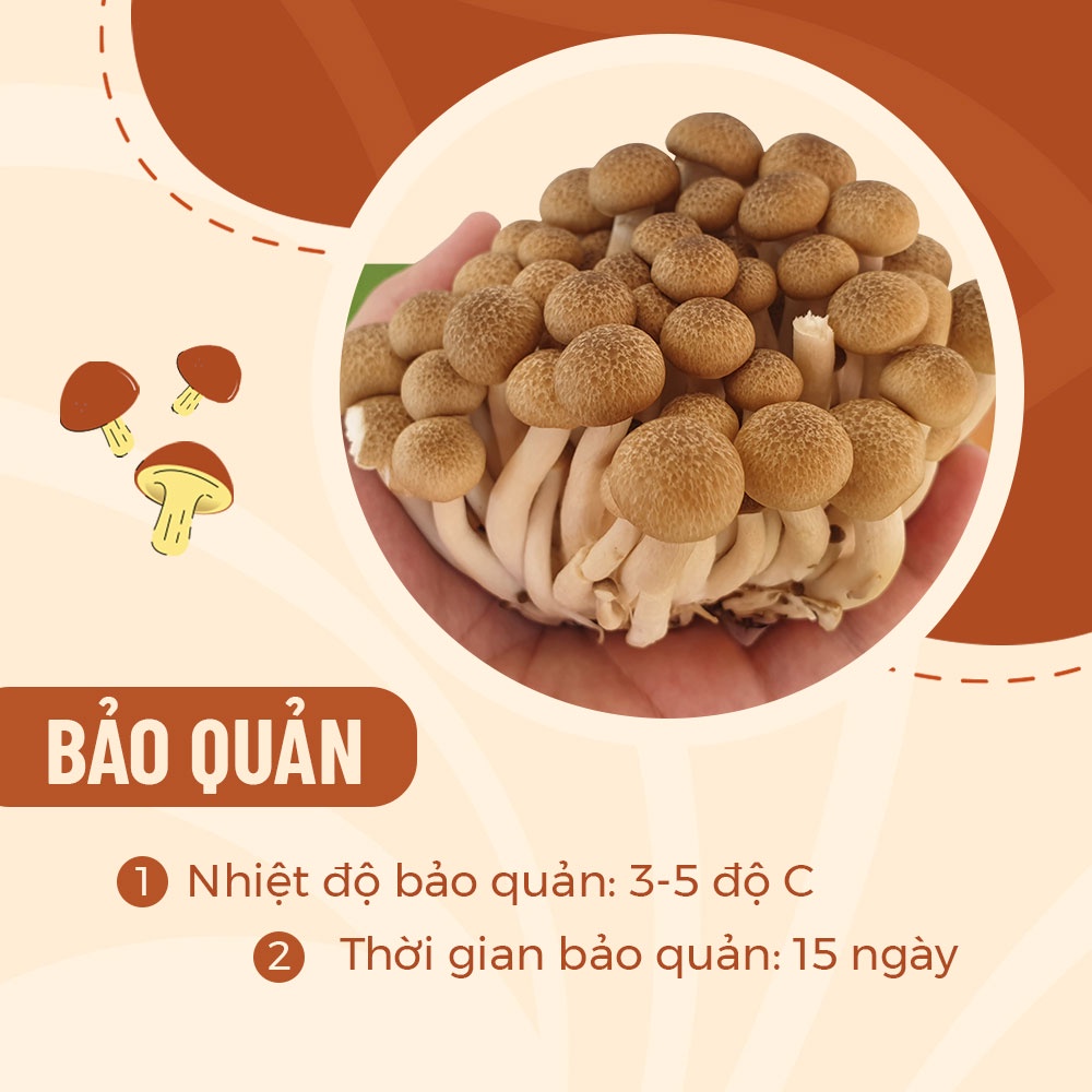 [HCM] Nấm Linh Chi Nâu Hàn Quốc Tươi Ngon (Hộp 150gr 450gr) Thanh Sạch - Nông Trại Nấm Xanh