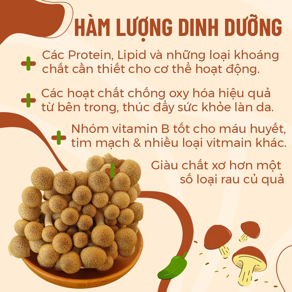 [HCM] Nấm Linh Chi Nâu Hàn Quốc Tươi Ngon (Hộp 150gr 450gr) Thanh Sạch - Nông Trại Nấm Xanh