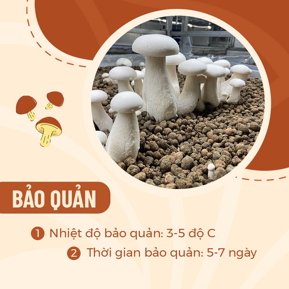 [HCM] Nấm Hoàng Đế Tươi (Milky) Ngon Sạch Loại To 100gr 200gr 500gr - Nông Trại Nấm Xanh