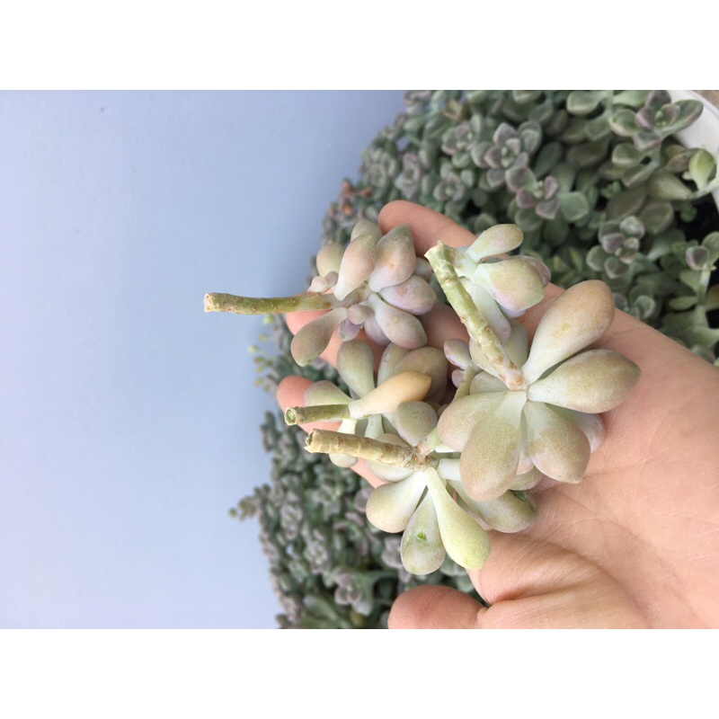 10 sen đá cắt cành