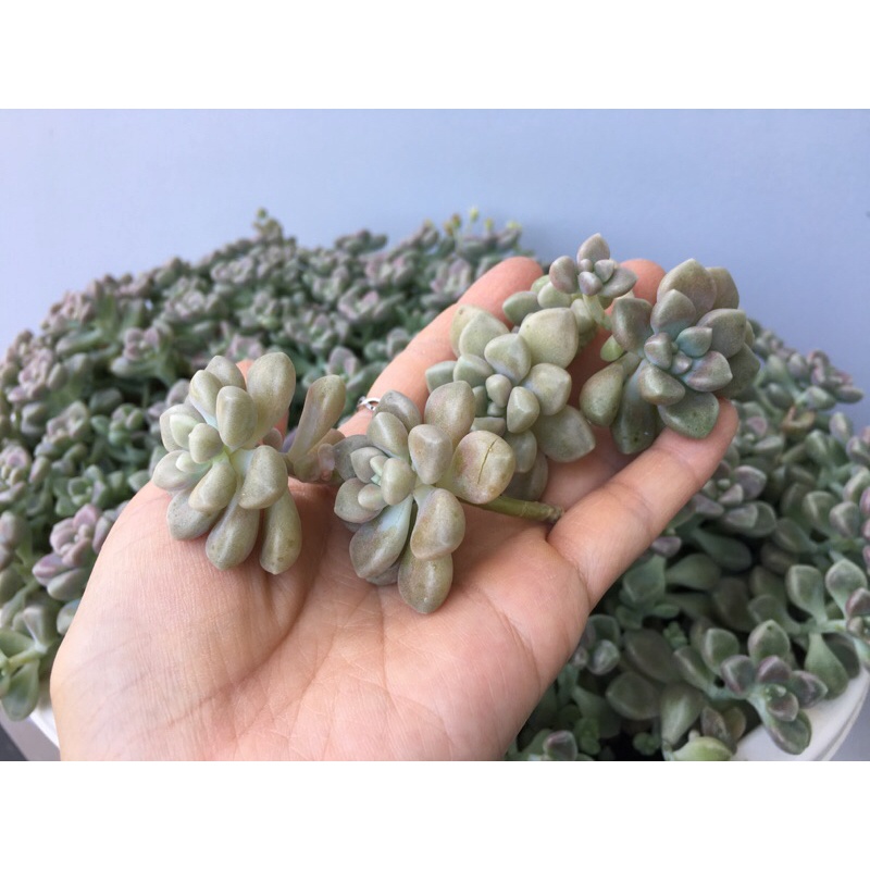10 sen đá cắt cành