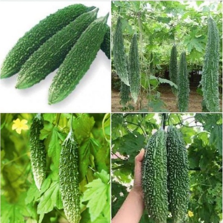 Hạt Giống Khổ Qua Gai Xanh (Gói 10Hạt) -[Quả nhiều, Quả to - Dễ Trồng, Kháng bệnh tốt]