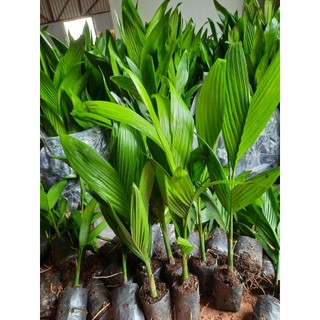 CAU TỨ QUÝ( cau lấy quả ăn trầu - cây15-20cm)