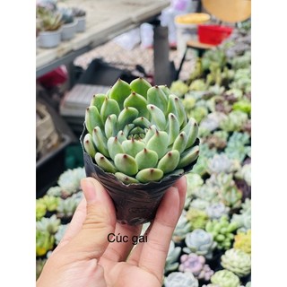 Sen đá cúc gai size bầu 5-6cm