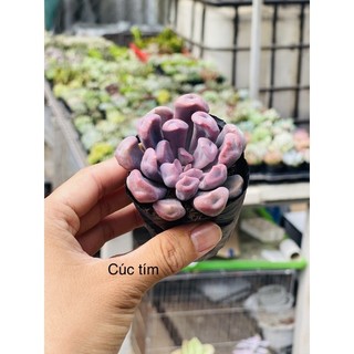 Sen đá cúc mũi heo tím size bầu 5-6cm