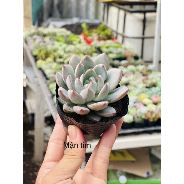 sen đá mận tím size bầu5-6cm