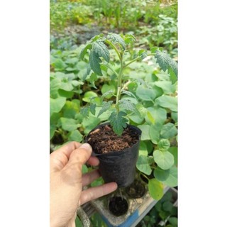[ CÂY GIỐNG] Cây giống cà chua các loại