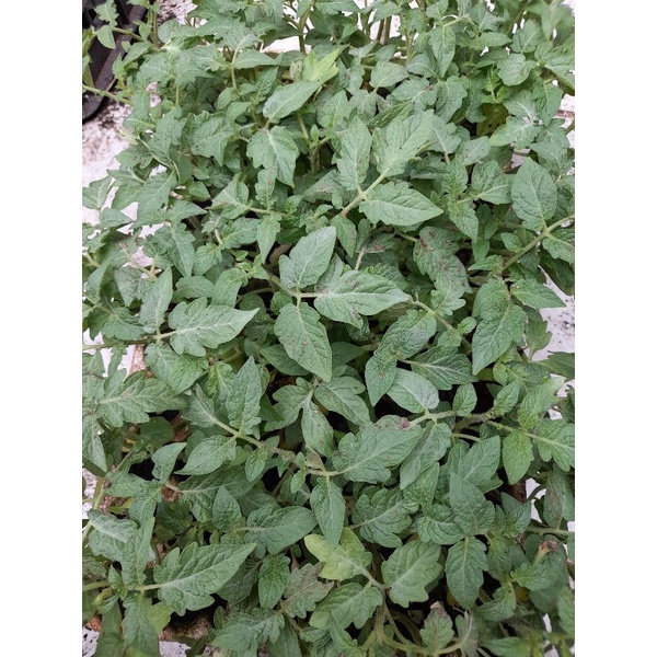 [ CÂY GIỐNG] Cây giống cà chua các loại