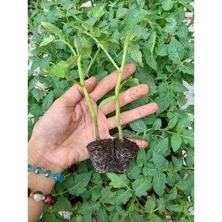 [ CÂY GIỐNG] Cây giống cà chua các loại