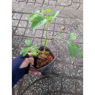 [ CÂY GIỐNG] Cây giống cà chua các loại