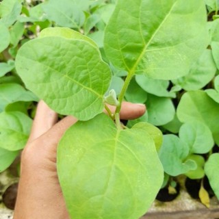 Cây giống cà pháo trắng muối chua, muối xổi