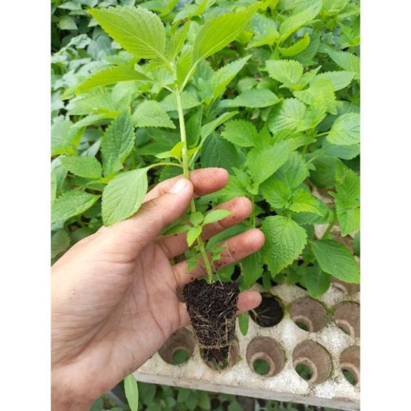 [ CÂY GIỐNG] cây giống rau kinh giới