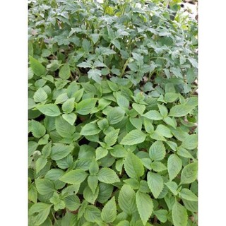 [ CÂY GIỐNG] cây giống rau kinh giới