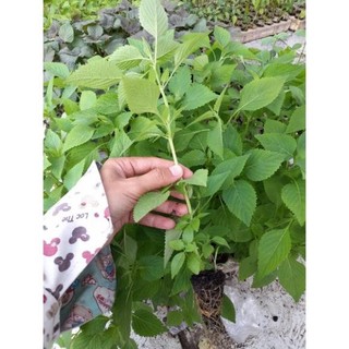 [ CÂY GIỐNG] cây giống rau kinh giới