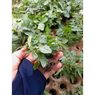 [ CÂY GIỐNG] Cây giống cà chua các loại
