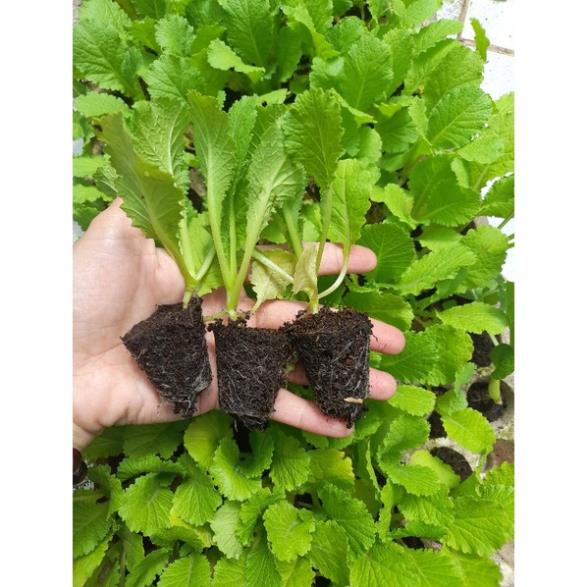 [ CÂY GIỐNG] Combo 10 cây giống cải bẹ xanh như hình, cải xanh mào gà, xanh tỉa