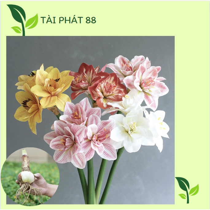 CỦ HOA LAN HUỆ TÂY CÁNH KÉP SIÊU TO