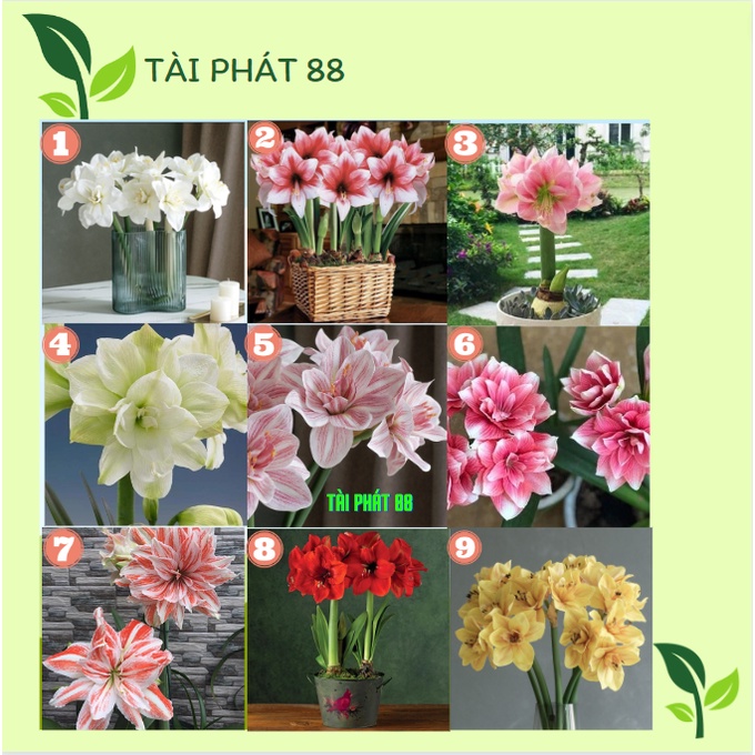 CỦ HOA LAN HUỆ TÂY CÁNH KÉP SIÊU TO